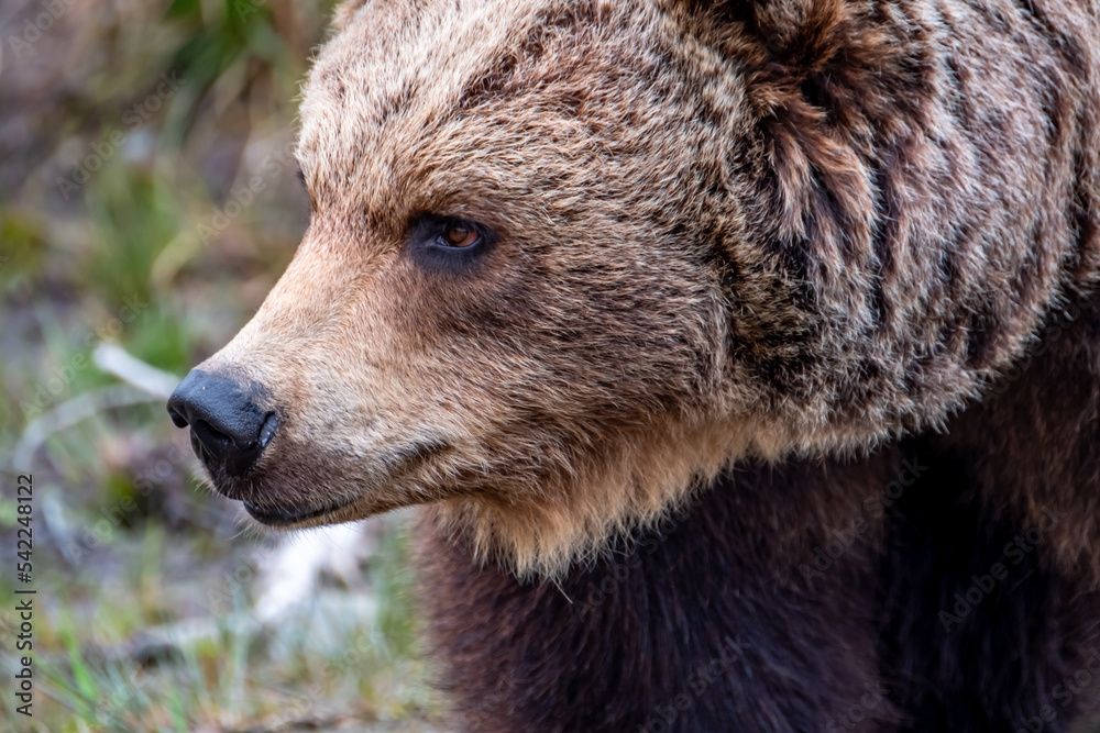 Fototapeta premium Close up big brown bear in spring forest
