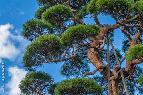 護国寺　松の木