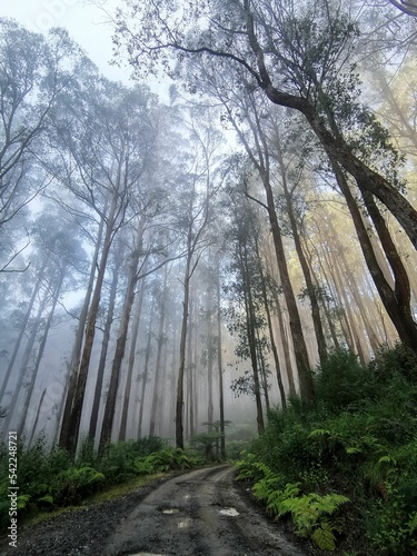 Vertical shot of a forest with tall trees in Healesville  Australia