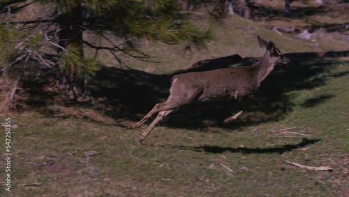 White-tailed Deer Running Sprinting in Full Stride