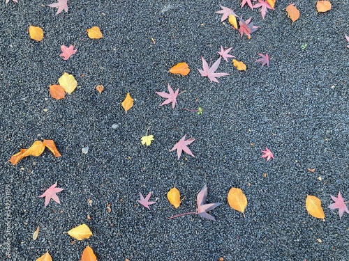 Bunte Blätter liegen auf Weg mit schwarzem Schotter im Park im Herbst photo