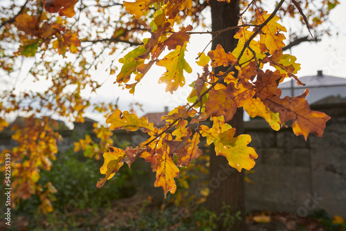 Wallpaper Mural jesienne liscie Torontodigital.ca