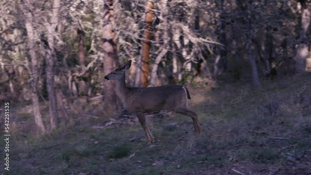 White-tailed Deer Running Sprinting in Full Stride White-tailed Deer Running Sprinting in Full Stride