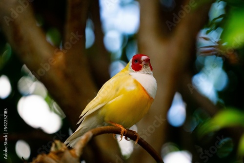Low angle of a Gouldian finch (Erythrura gouldiae) on a blurred natural background photo