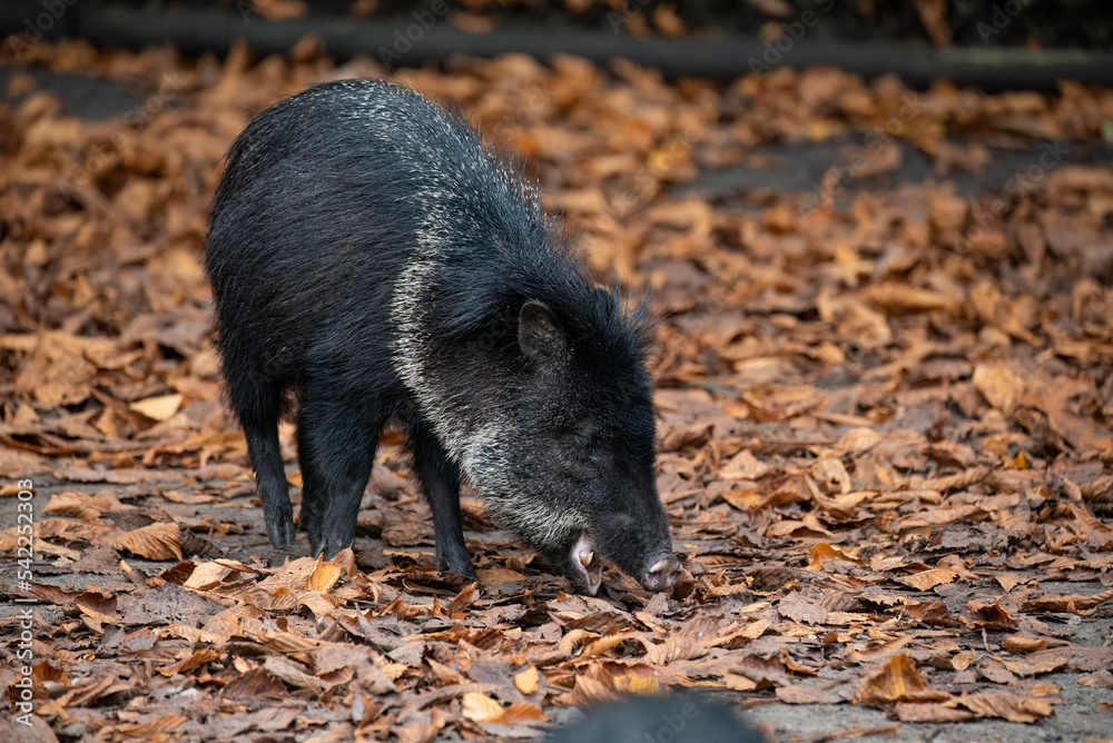 wild boar in forest wild boar in forest