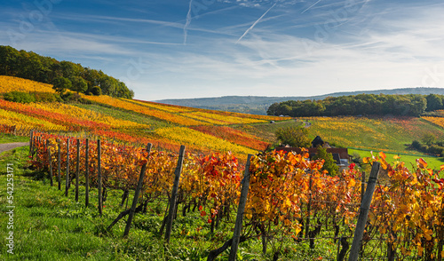 Der Rotweinwanderweg in den Weinbergen der Ahr im Goldenen Oktober 2022