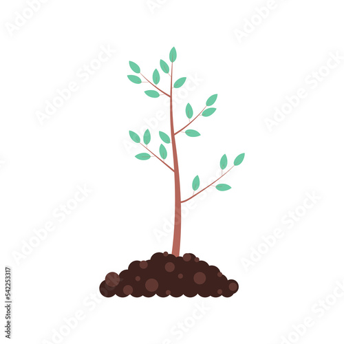 A freshly planted tree. The concept of forest conservation