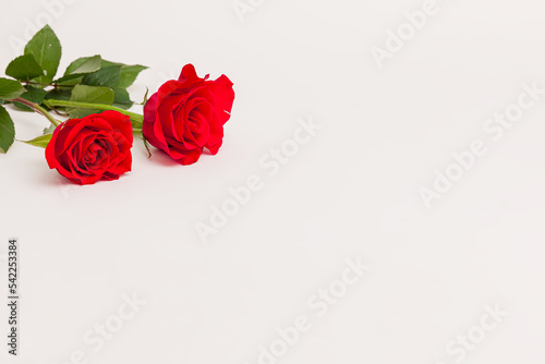 Blooming pink red rose flower isolated on white background