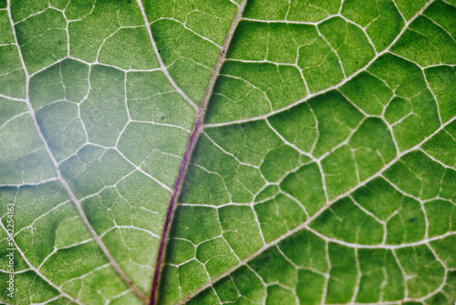 Green leaf macro photography