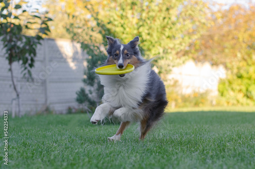 Fototapeta Naklejka Na Ścianę i Meble -  Cute grey brown tricolor dog sheltie is playing with yellow frisbee disc. Shetland sheepdog is running and doing sport