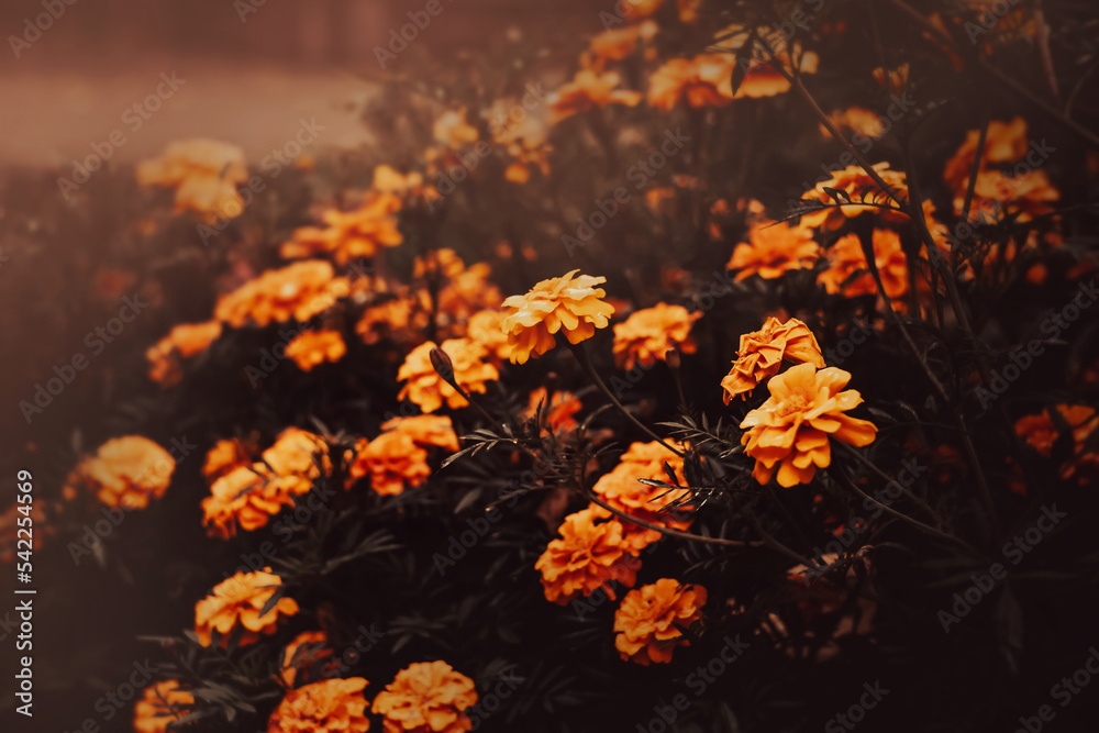 Beautiful orange marigold flowers bloom on a flower bed in the evening twilight of autumn. Nature and beauty. Beautiful orange marigold flowers bloom on a flower bed in the evening twilight of autumn. Nature and beauty.