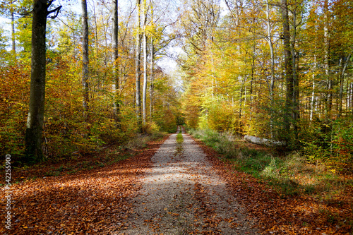 a road leading through the scenic sun-drenched autumnal forest with yellow trees in the Bavarian countryside Konradshofen village (Bavaria, Germany)