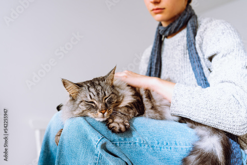 Domestic fluffy tabby cat sleeps on lap of young girl.  photo