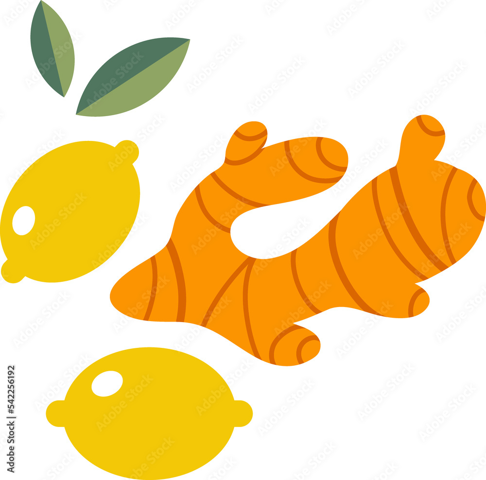 Ginger root illustration Ginger root illustration