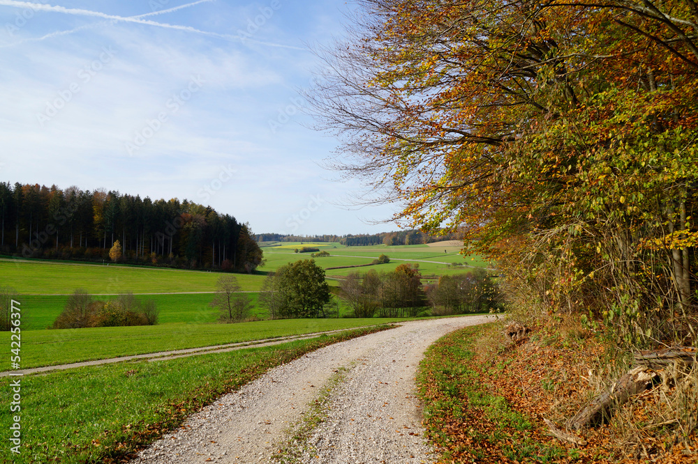 a road leading through the scenic sun-drenched autumnal landscape with yellow trees and still green meadows of the Bavarian countryside (Konradshofen village in Bavaria, Germany)
