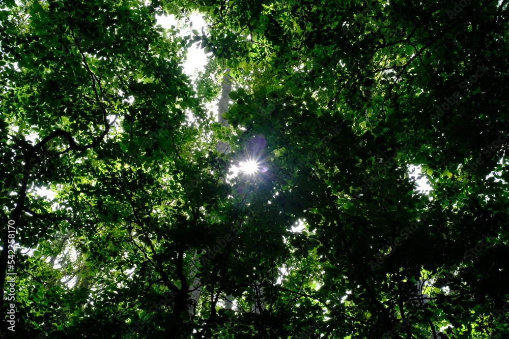 Sunstar seen through green leaves Sunstar seen through green leaves