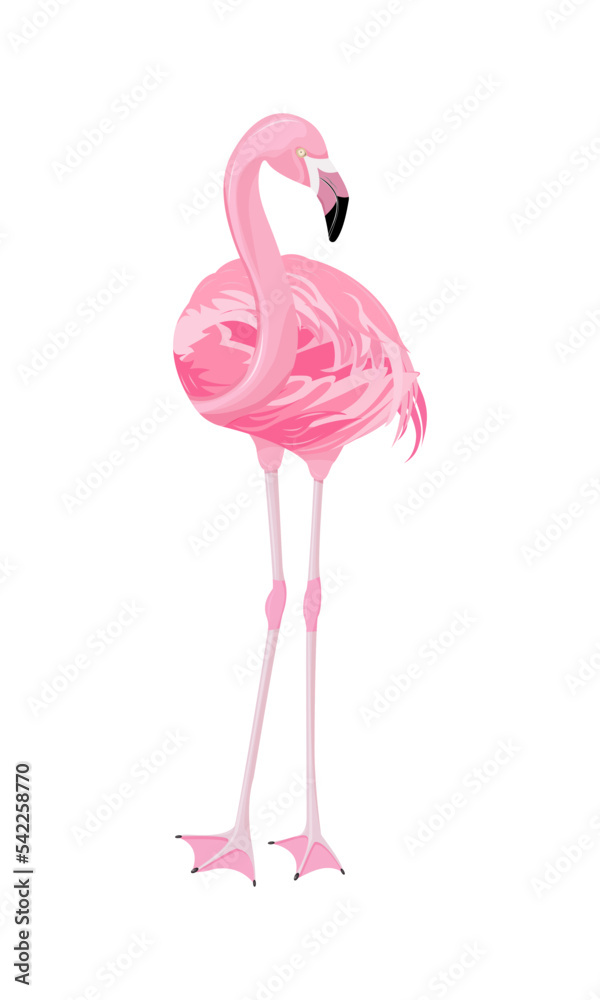 Naklejka premium Pink flamingo in full growth, highlighted on a white background, front view, looks straight, slightly turned neck, bright feathers. Printing on any surface