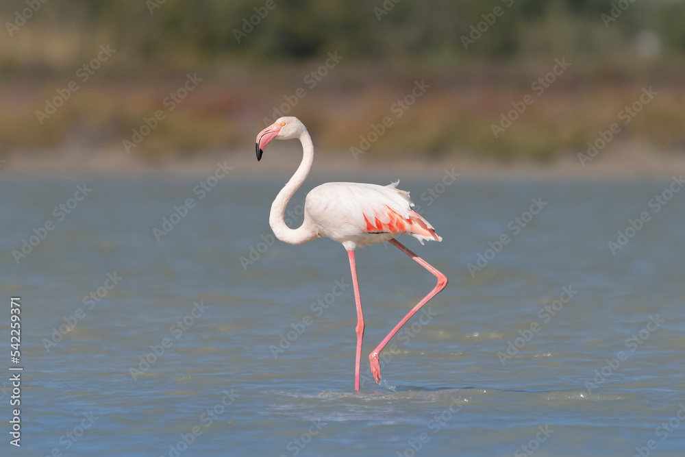 Greater Flamingo - Phoenicopterus roseus wading in water. Photo from Larnaca in Cyprus.