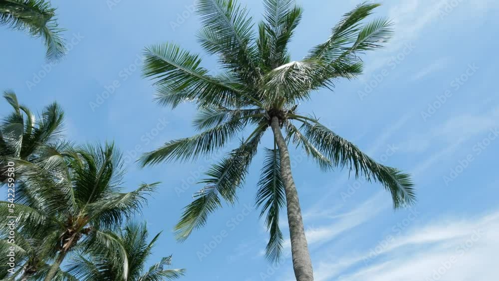 long angle view of coconut tree against blue sky long angle view of coconut tree against blue sky