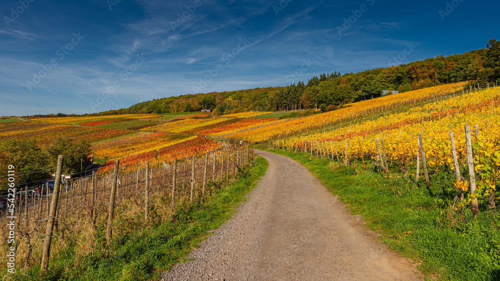 Der Rotweinwanderweg in den Weinbergen der Ahr im Goldenen Oktober 2022