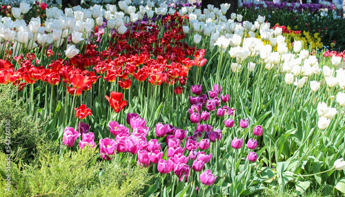 A meadow of blooming colorful tulips. Spring flowers. Fields of tulips.