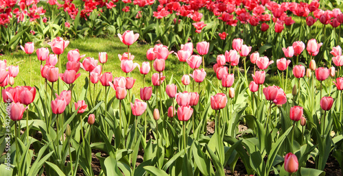 A meadow of blooming colorful tulips. Spring flowers. Fields of tulips.