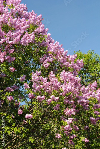 Purple lilac flowers. Botanical Garden. Spring flowers.