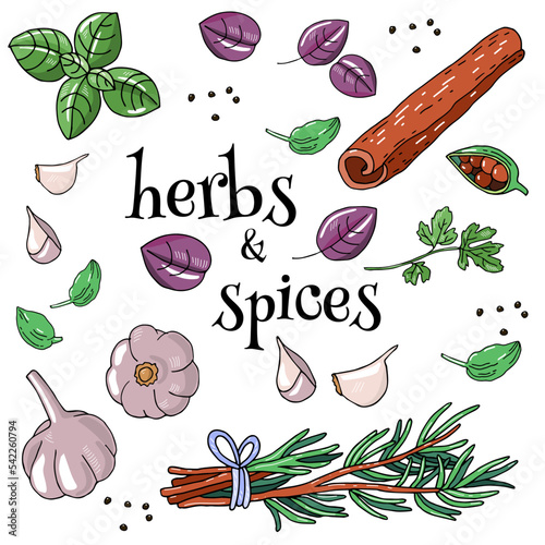 Set of spices and aromatic herbs parsley, basil, garlic, rosemary, cinnamon stick, cardamom, black pepper isolated on white background