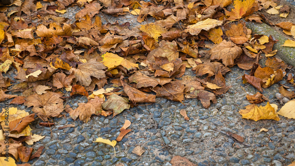 Herbstblätter in tollen Farben im Gargen