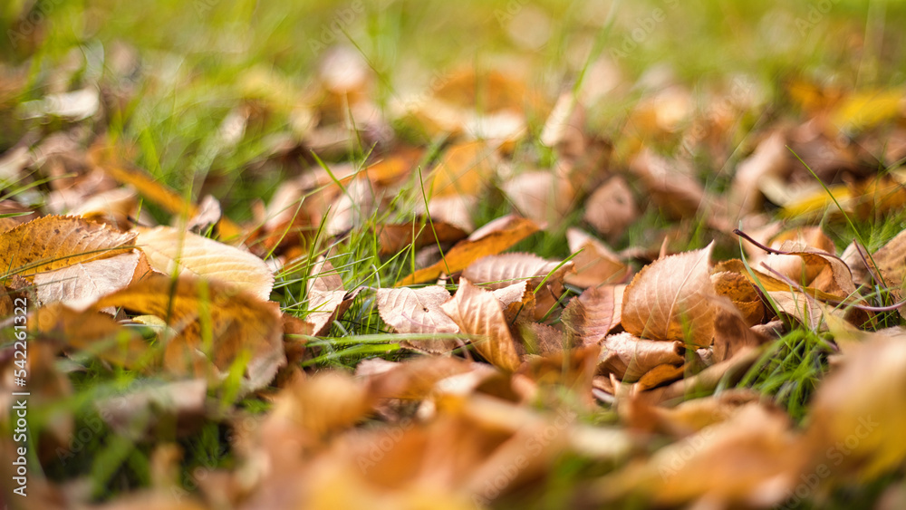 Herbstblätter in tollen Farben im Gargen Herbstblätter in tollen Farben im Gargen