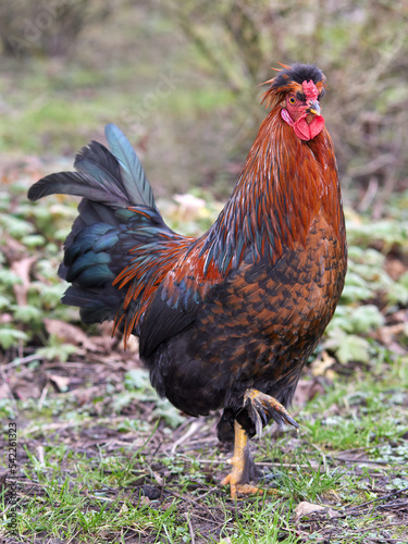 Young brown red rooster of Poland chicken in garden © erwin