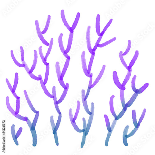 seaweed watercolor marine plant 