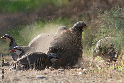 Chukar partridges or chukar, Chakors - Alectoris chukar in dust. Photo from Akrotiri in Cyprus. photo
