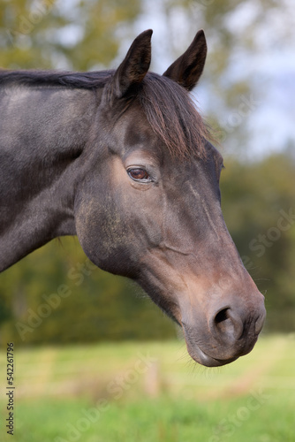Fototapeta Naklejka Na Ścianę i Meble -  Close up of head of brown horse