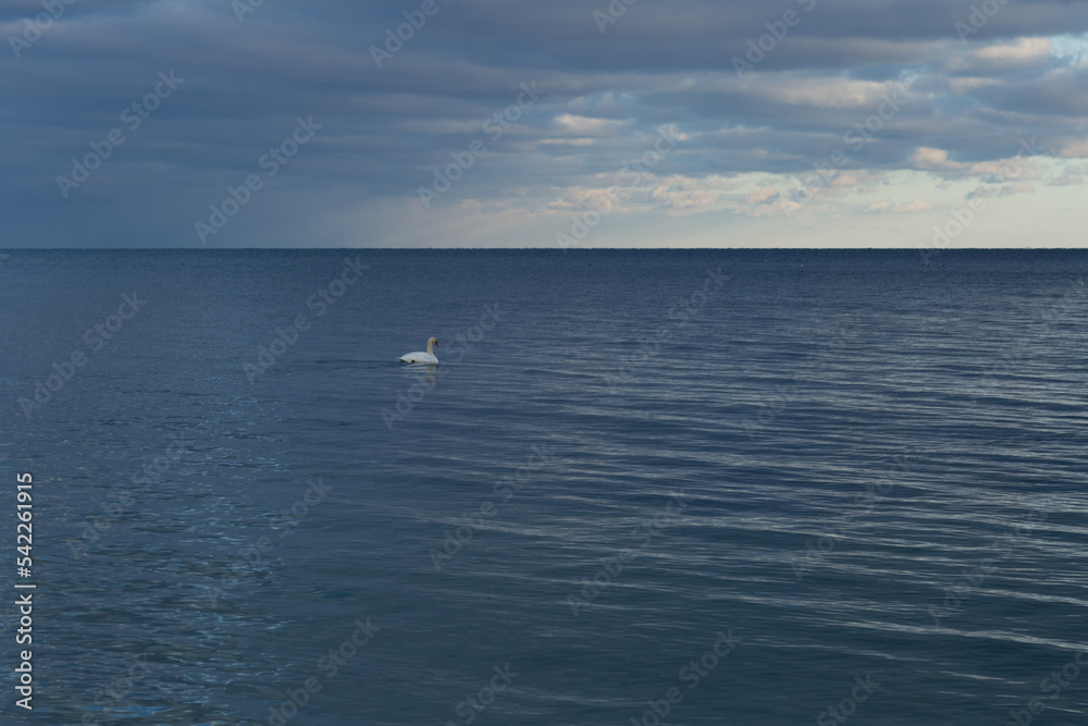 swan on lake swan on lake