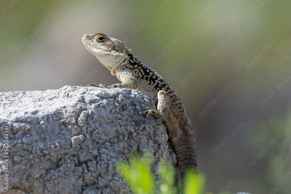 Laudakia stellio, starred agama, roughtail rock agama, hardun basking on rock with dark green background. Photo from Agia Napa in Cyprus. Laudakia stellio, starred agama, roughtail rock agama, hardun basking on rock with dark green background. Photo from Agia Napa in Cyprus.