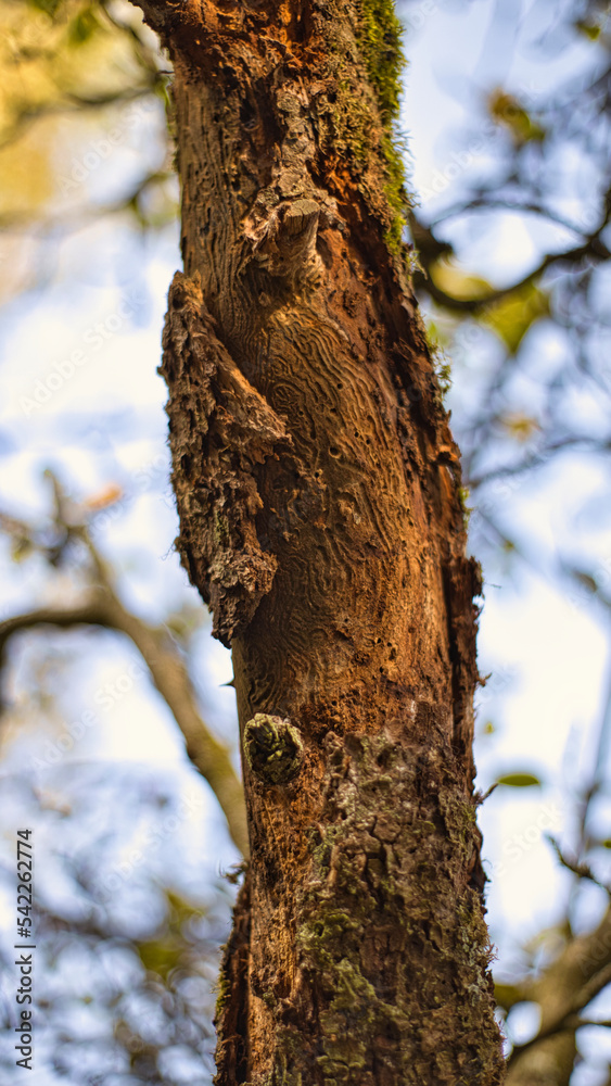 Die Borkenkäfer haben die Rinde am Baum stark beschädigt Die Borkenkäfer haben die Rinde am Baum stark beschädigt