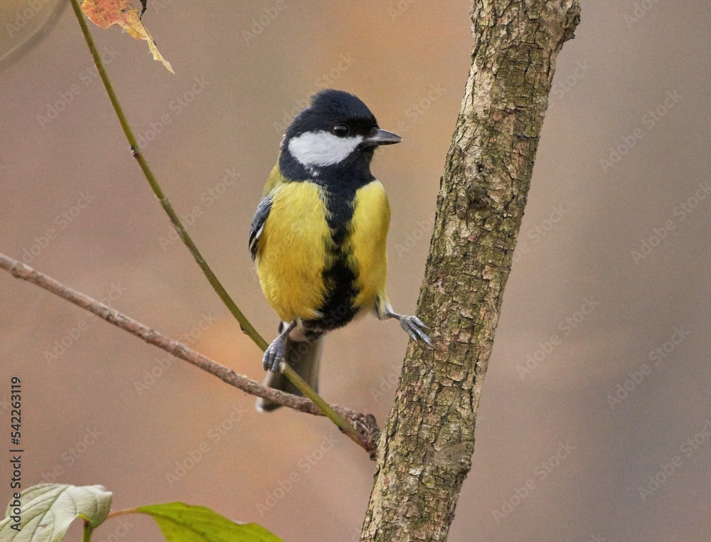 Great tit sitting on a branch Great tit sitting on a branch