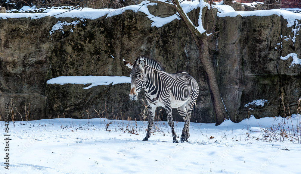 Fototapeta premium Zebra in Chicago Zoon in Winter