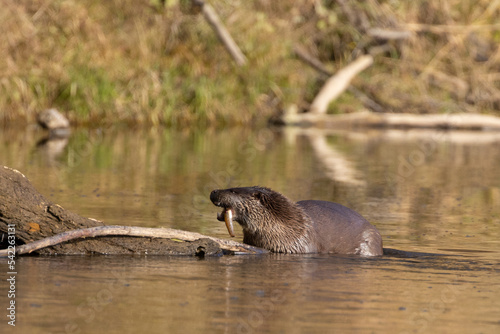 European otter on the Vistula River in Poland, eats fish, fish hunting