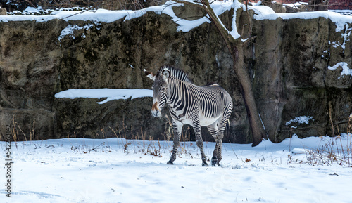Zebra in Chicago Zoon in Winter photo