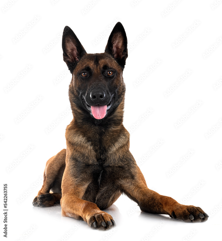  malinois in studio