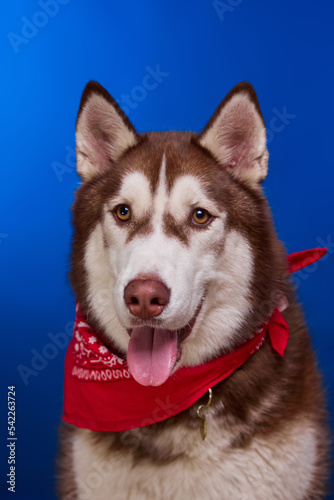 A smiling Siberian husky dog in a red bandana on a blue background. The dog looks at the owner with loving eyes  waiting for treats.