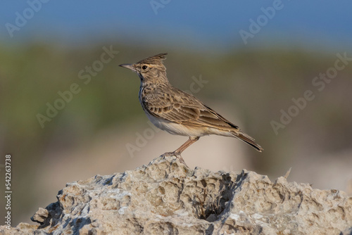 Crested Lark - Galerida cristata standing on rock with dark green - blue background. Photo from Agia Napa in Cyprus.