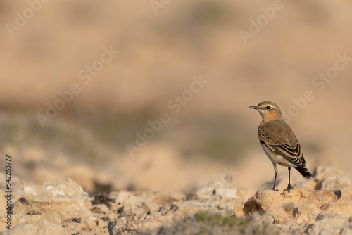 Northern wheatear or wheatear - Oenanthe oenanthe standing on sand. Photo from Ayia Napa in Cyprus. Copy space on left side. © PIOTR