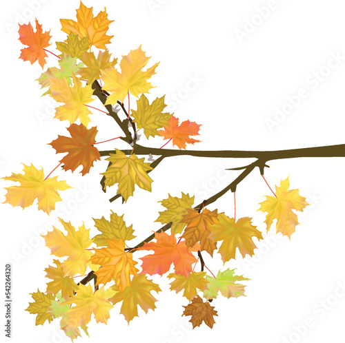 golden maple tree branch isolated on white background