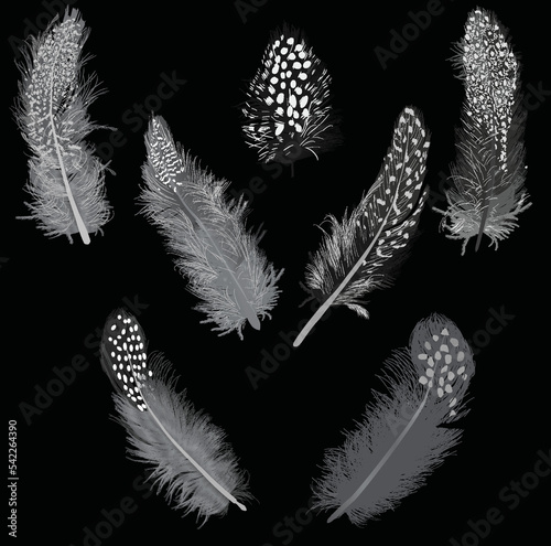 seven fluffy white feathers isolated on black