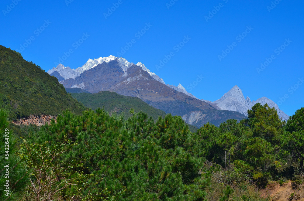 
Pine Forest and Jade Dragon Snow Mountains, Yunnan Province, China