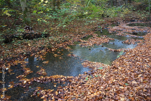 Braunes Herbstlaub am Menkhauser Bach im Schopketal im Herbst in Oerlinghausen bei Bielefeld am Hermannsweg im Teutoburger Wald in Ostwestfalen-Lippe photo