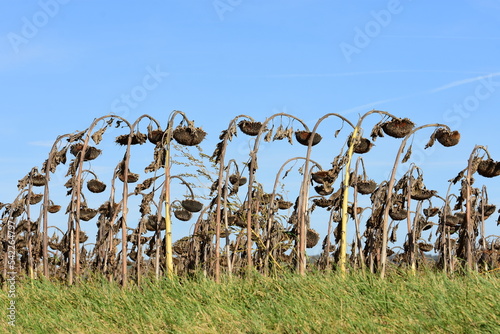Drought and heatwave in France, in a dead sunflower field due to high heat.